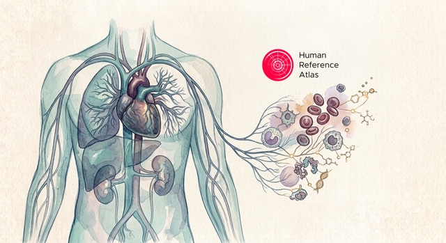 HRA KG: What the Human Reference Atlas Knowledge Graph Maps, Enables, and Leaves Out